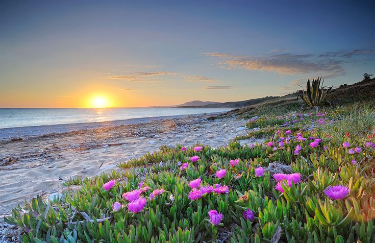 Strand met bloemen bij zonsondergang — symbool voor groei en transformatie